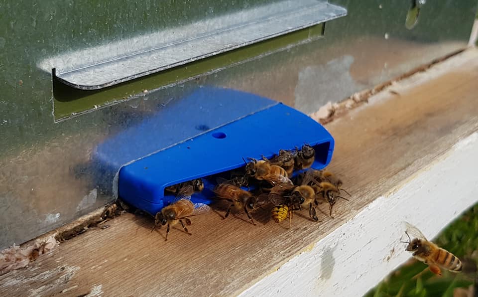 Beehive Entrance Tunnel for Robbing & Wasp Defense